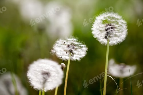 Preview: Dandelion Seeds With Natural Background. High Resolution And Quality