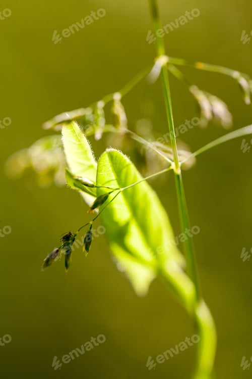 Preview: Green Plants Isolated On Natural Background With Beautiful Bokeh And Contour Light