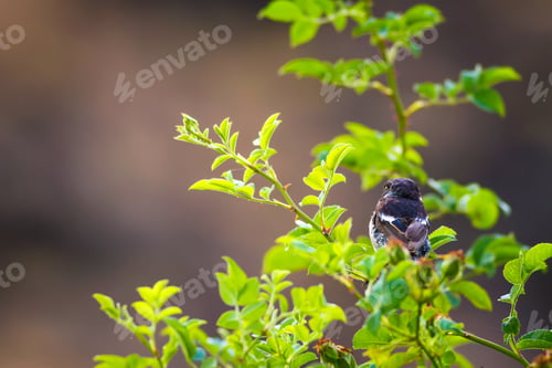Preview: Green Nature And Bird. Bird On Green Branch. Great Tit / Parus Major