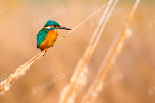 Preview: Cute Colorful Bird Kingfisher. Yellow Nature Background. Common Kingfisher / Alcedo Atthis