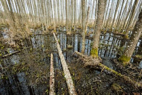 Preview: Abstract Reflections Of Trees And Grass In The Swamp Water In Spring Day