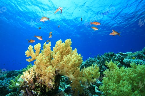 Preview: Beautiful Coral Reef