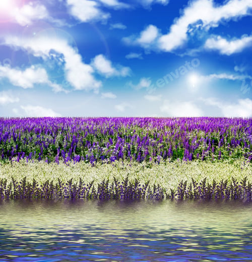 Preview: Daisies And Wildflowers Lupine Against The Blue Sky With Clouds