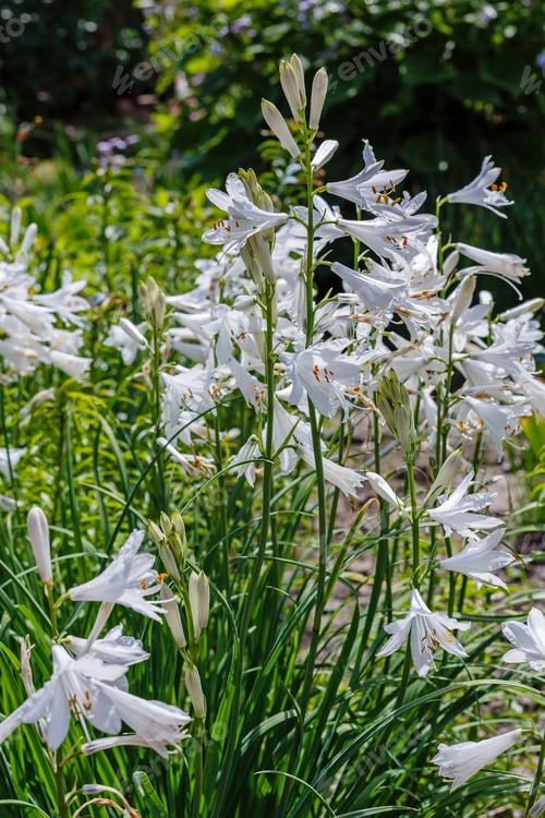 Preview: White Flower Paradisea (Paradise Lily) In Spring Garden. Paradise Lily Is A European Genus Of