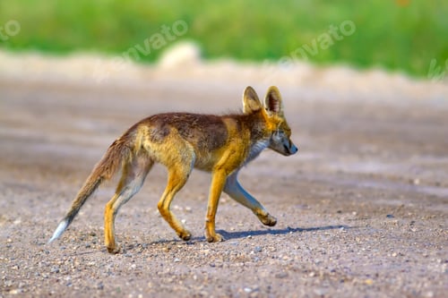 Preview: Cute Fox. Nature Habitat Background.
