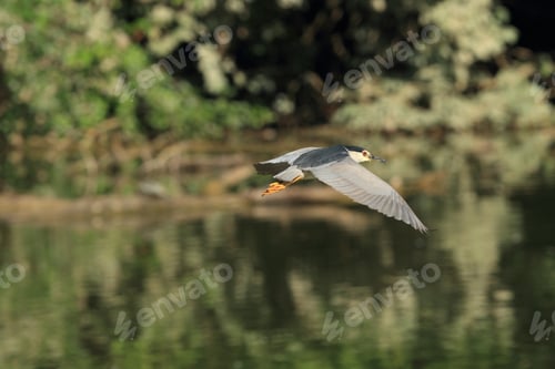 Preview: Black-Crowned Night Heron (Nycticorax Nycticorax) Baden Württemberg Germany