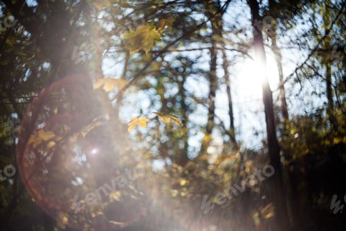 Preview: Autumn Colorful Leaves With Details