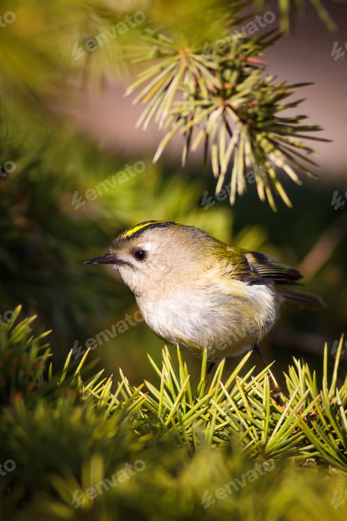 Preview: Forest And Cute Bird. Nature Background. Bird: Goldcrest. Regulus Regulus.