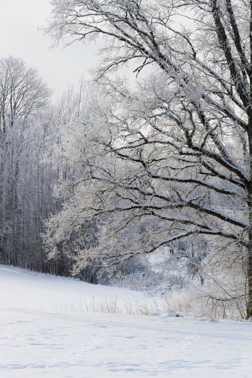 Preview: Frosty And Snowy Winter In Countryside