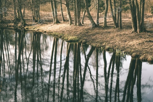 Preview: Abstract Reflections Of Beautiful Trees In The Lake Water At Summer - Vintage Green Look