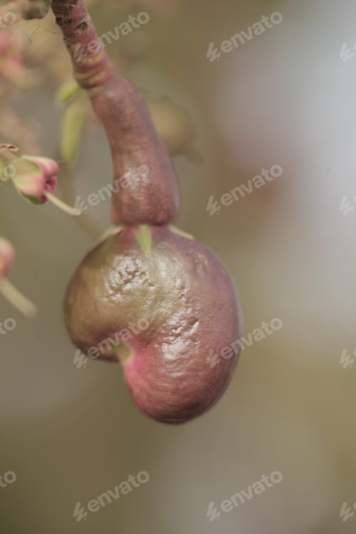 Preview: Nature Detail - Macro Photography Of Green And Purple Cashew Nuts In Shells, With A Cashew Apple