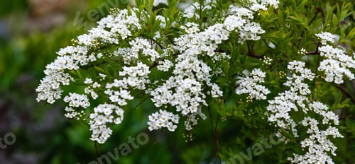 Preview: Spiraea Cinerea Grefsheim In Springtime. Branch With White Lilac Flowers On A Natural Background