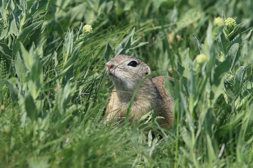 Preview: European Ground Squirrel (Spermophilus Citellus) Rana- Czech Republic