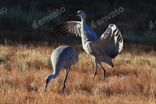 Preview: Sandhill Crane Bosque Del Apache Wildlife Reserve New Mexico Usa