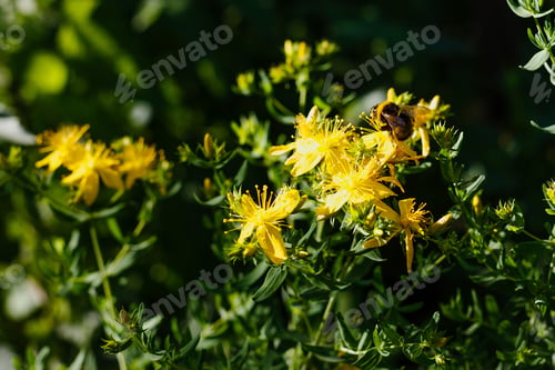 Preview: Hypericum Perforatum, Known As St John'S Wort, Common Or Perforate St John'S-Wort In Natural
