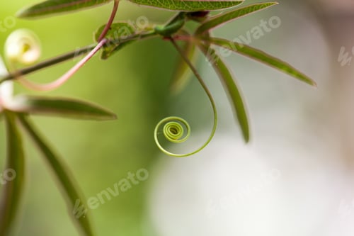 Preview: Passion Flower (Passiflora Incarnata) With Details
