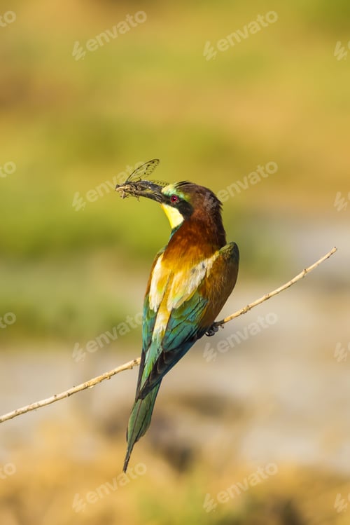 Preview: Colorful Bird And Its Hunt. Green Yellow Nature Background. Bird: European Bee Eater. Merops