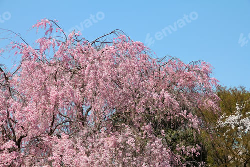 Preview: Ueno Park Spring Time. Cherry Blossoms In Tokyo, Japan. Pink Cherry Blossoms. Weeping Cherry