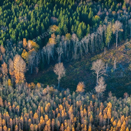 Preview: Aerial View Over The Colourful Trees And Fields In Autumn