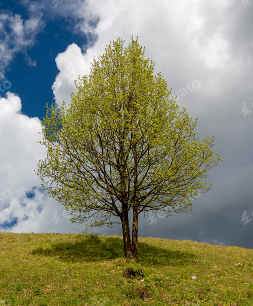 Preview: Beautiful Spring During A Sunny Day Showing Light Green Trees In The Early Spring.