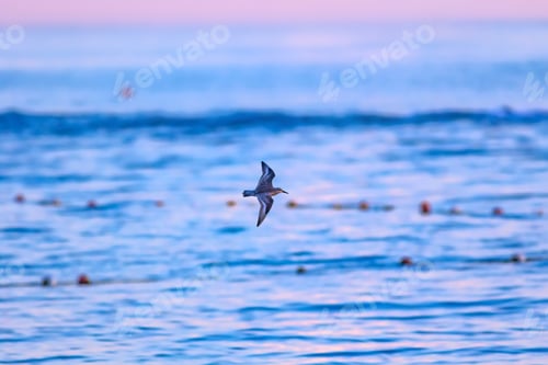 Preview: Flying Birds. Blue Sea Background.