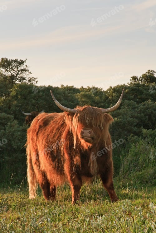 Preview: Scottish Highlander Cow In Grass Dune Landscape With Cloudy Sky.