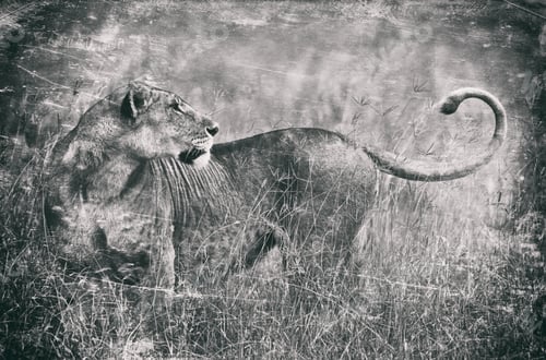 Preview: Vintage Style Image Of An African Lion In The Lake Nakuru National Park, Kenya