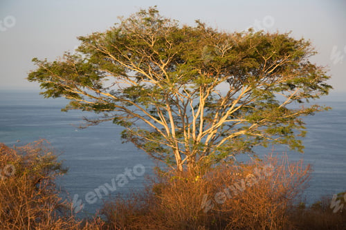 Preview: Panoramic View From Coastal Hill Top Over Rural Coastline With Tropical Nature Park