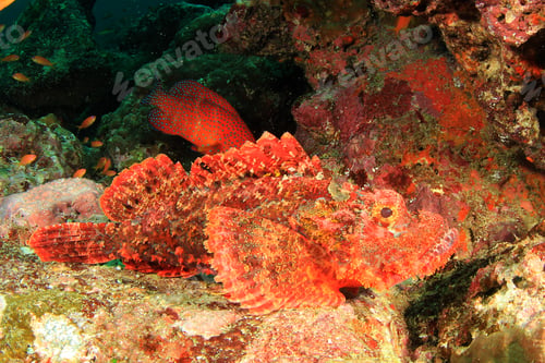 Preview: Scorpionfish
