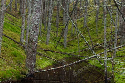 Preview: Forest With Pine Three And River