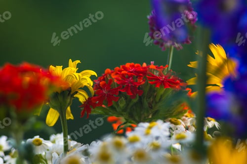 Preview: A Bouquet Of Bright Spring Flowers Of Various Types