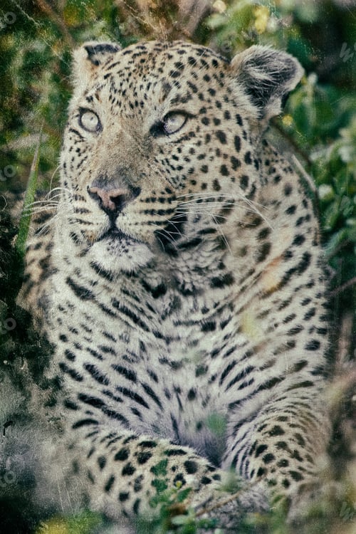 Preview: Vintage Style Image Of A Leopard In The Okavango Delta, Botswana