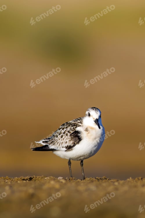 Preview: Cute Little Water Bird. Colorful Nature Background. Bird: Little Stint. Calidris Minuta.