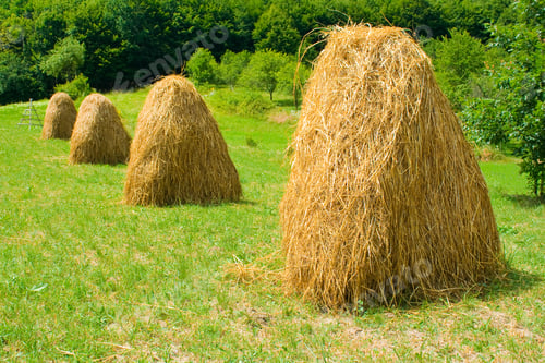 Preview: Piles Of Hay In A Farmland