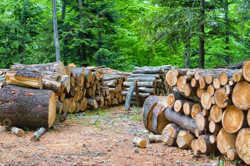 Preview: Stack Of Firewood In Mountains Waiting For Winter. Pieniny Mount