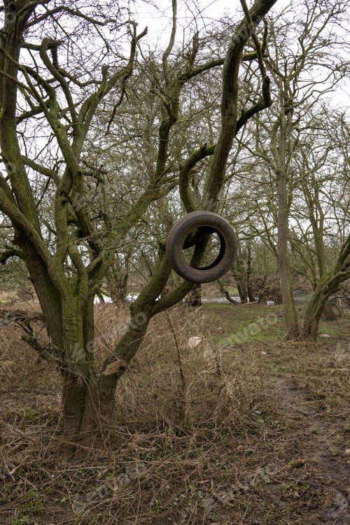 Preview: Old Rubber Tire Stuck On A Tree