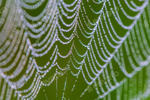 Preview: Natural Cobwebs Spider Web In Morning Light With Dew Drops And Blur Background