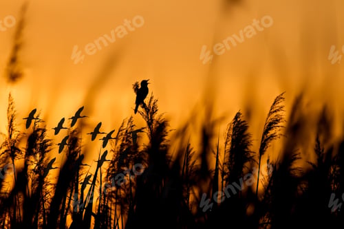 Preview: Sunset And Nature. Singing Bird And Flying Birds. Silhouette Reeds And Birds. Sunset Nature