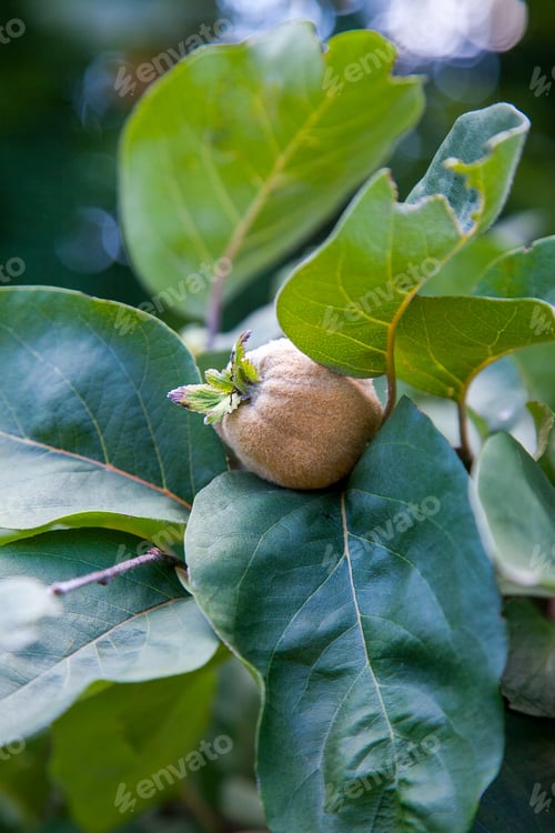 Preview: Organic Apple Quince In The Garden. Close Up View Of Apple Quince Hanging On Tree Branch With Green