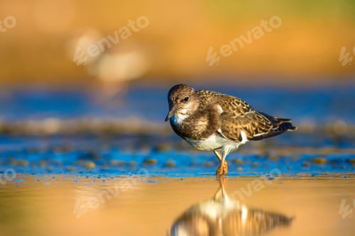 Preview: Cute Water Bird. Common Bird Ruddy Turnstone. Colorful Nature Background. Bird: Ruddy Turnstone