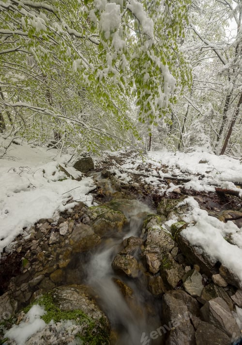 Preview: Unexpected Spring Snow In The Green Forest Full Of Life