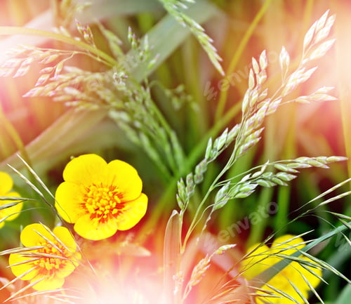Preview: Field Flowers Buttercup. Yellow Flower