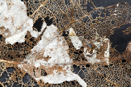 Preview: Texture With Rotten Leaves With Fibers - Filigree Abstract