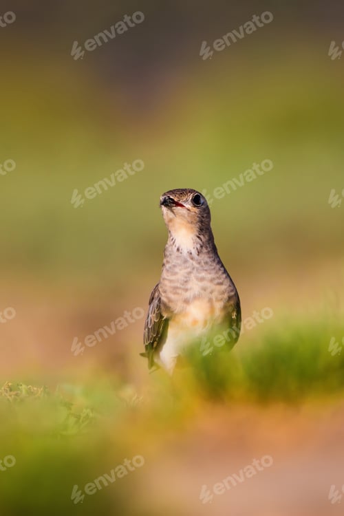 Preview: Cute Bird Collared Pratincole. Warm Colors Nature Background. Collared Pratincole / Glareola