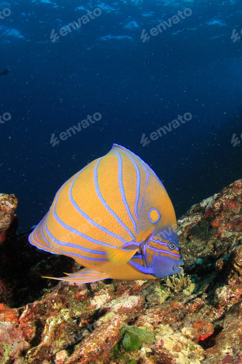 Preview: Ring Angelfish Tropical Fish