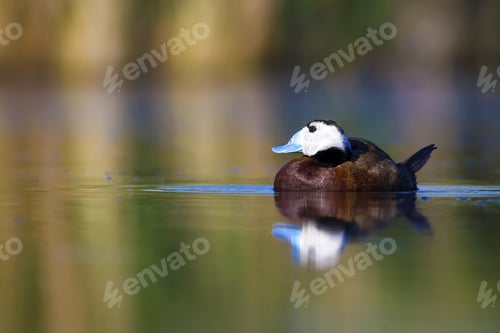 Preview: Swimming Duck. Cute Animals. Colorful Nature Background. Duck: White Headed Duck. Oxyura