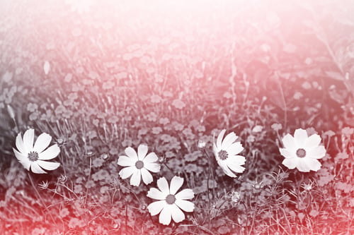 Preview: Colorful Cosmos Flowers On A Background Of Summer Landscape.