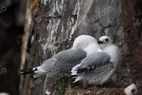 Preview: Black-Legged Kittiwake (Rissa Tridactyla) , Iceland, Polar Regions