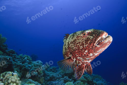 Preview: Red Sea Coral Grouper (Plectropmus Pessuliferus)