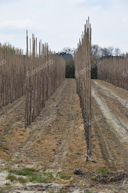 Preview: Rows Of Young Tree Saplings Tied To Bamboo Poles